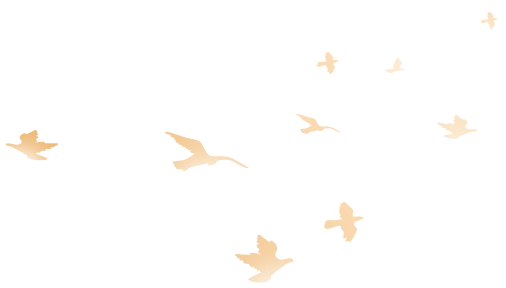 birds